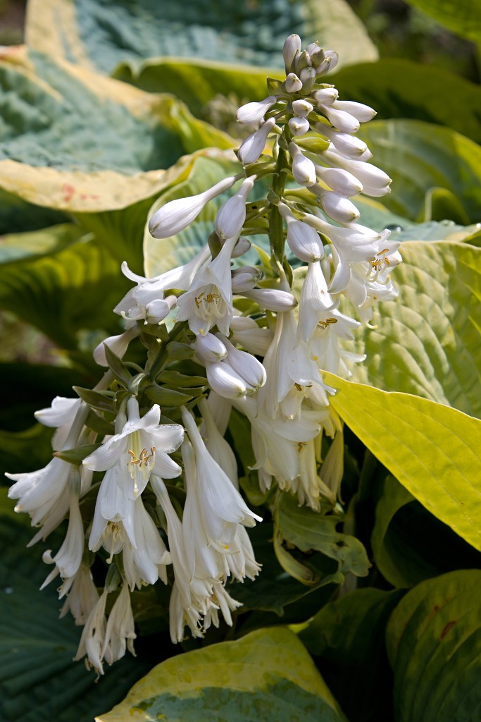 Japanse tuin belgie hasselt koivissen gele Iris ensata koi Cyprinus carpio lente bloesem kersenbloesem voorjaar